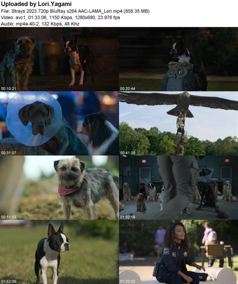 Download Strays.2023.720p.WEBRip.800MB.x264.